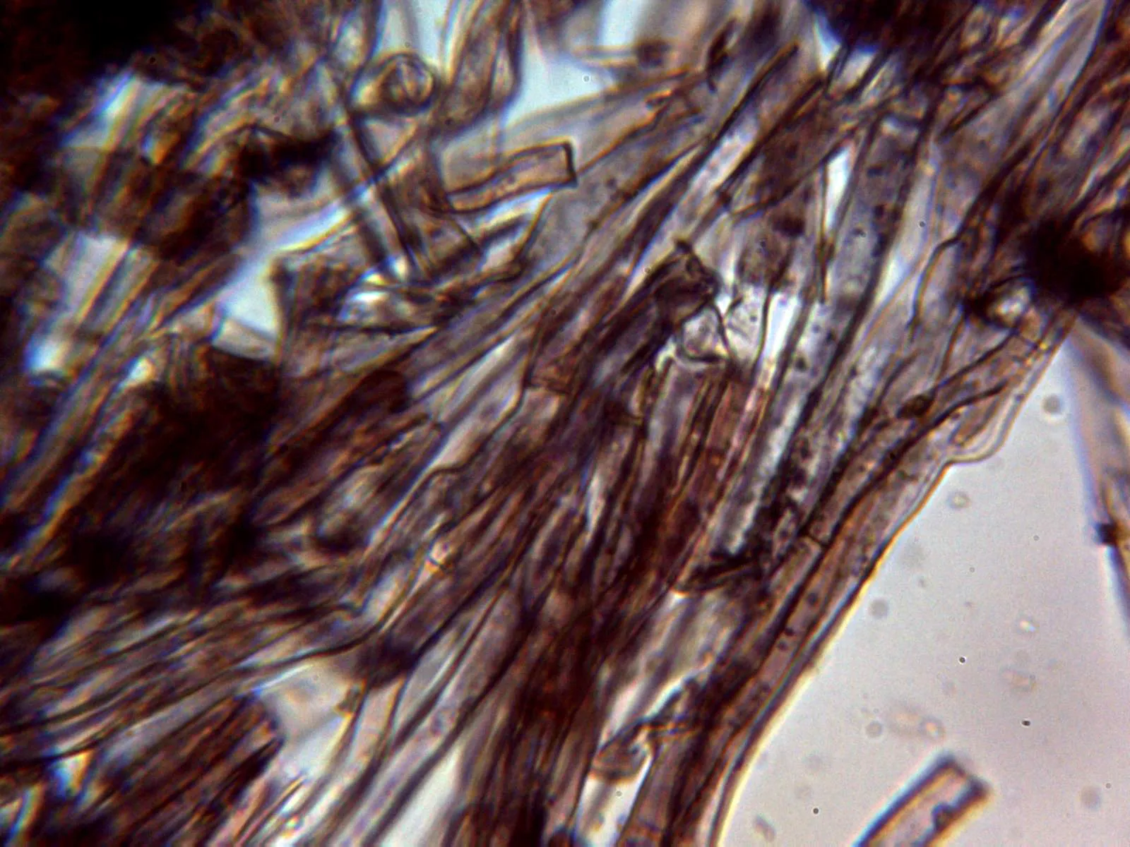 Microscopía de Phellodon niger - 10 - Hifas sin fíbulas